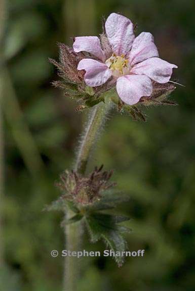 horkelia fusca var pseudocapitata 4 graphic